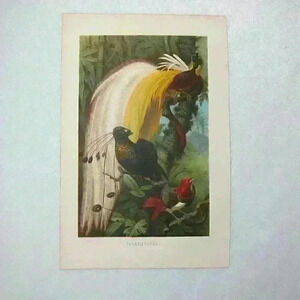 Bird Art Print Lithograph Birds-Of-Paradise Green Yellow White Antique 1882 RARE